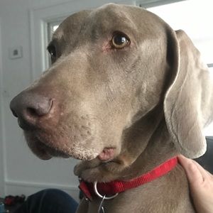 Meet your Posher, Heidi